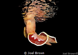 Hexabranchus Sanguineaus on a night dive in Napantao, Phi... by Joel Brown 